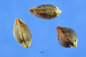 /ARSUserFiles/80600500/Crops/Buckwheat/buckwheat seeds.jpeg